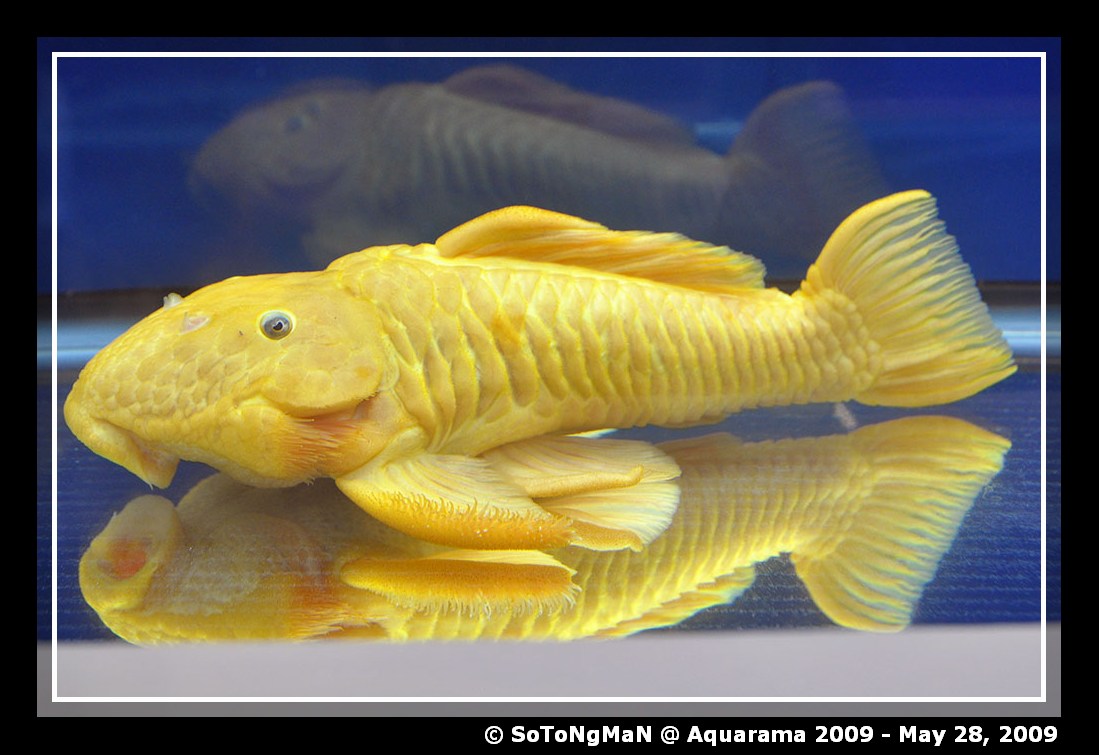 Imperial Pleco