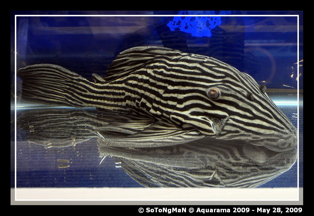 Blue Eyed Pleco